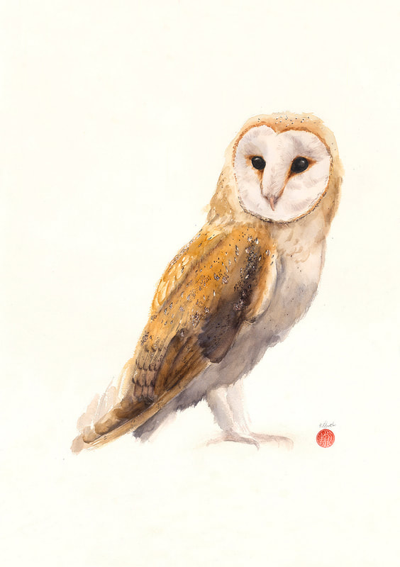 Barn_owl;watercolour, watercolour, krsmith_artist, bird_art