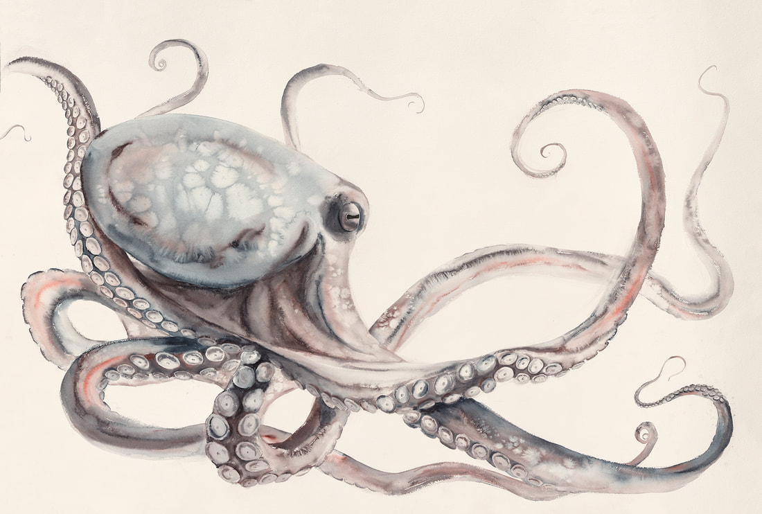 octopus, watercolour, watercolour, painting, krsmith_artist, cephalopod, artwork
