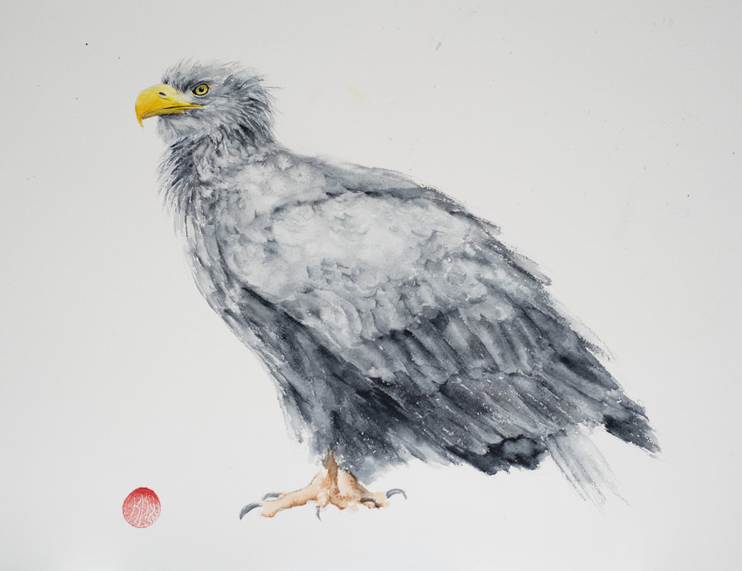 watercolour, watercolour, krsmith_artist, white_tailed_eagle, bird_art 