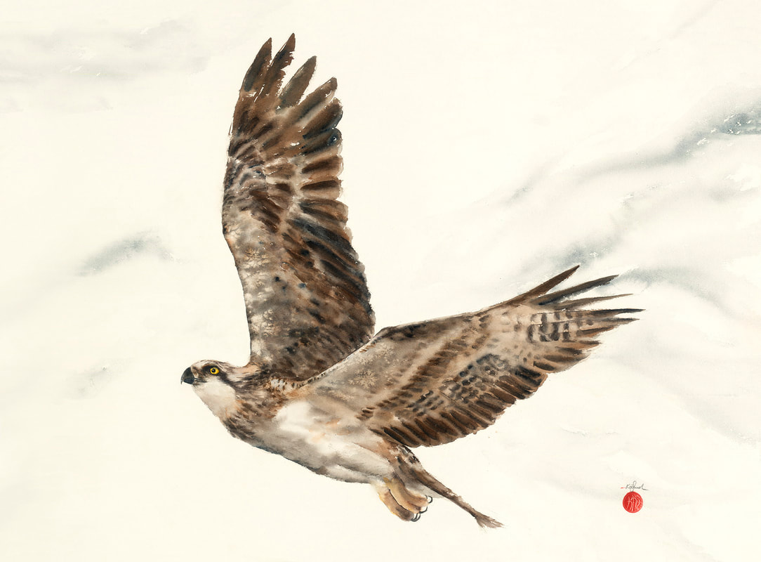 osprey, watercolour, watercolour, krsmith_artist, bird_art