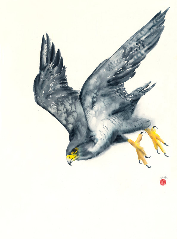 Peregrine_Falcon; watercolour, watercolour, krsmith_artist, bird_art