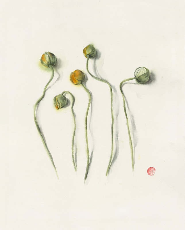 poppy bud, flower, botanical, krsmith_artist, still life, watercolour, watercolor, aquarelle