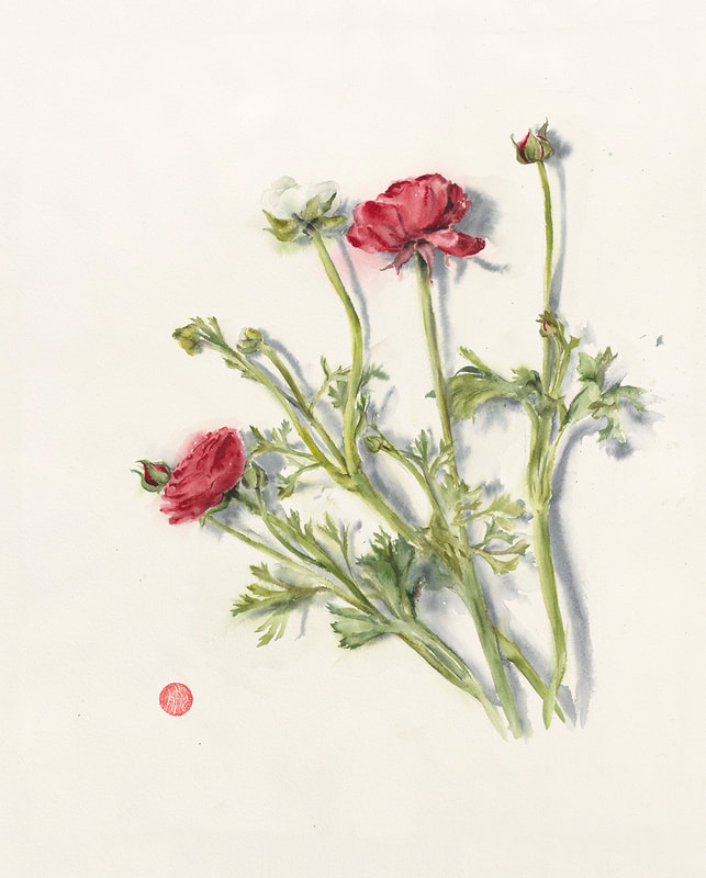 ranunculus, white, red, flower, botanical, krsmith_artist, still life, watercolour, watercolor, aquarelle